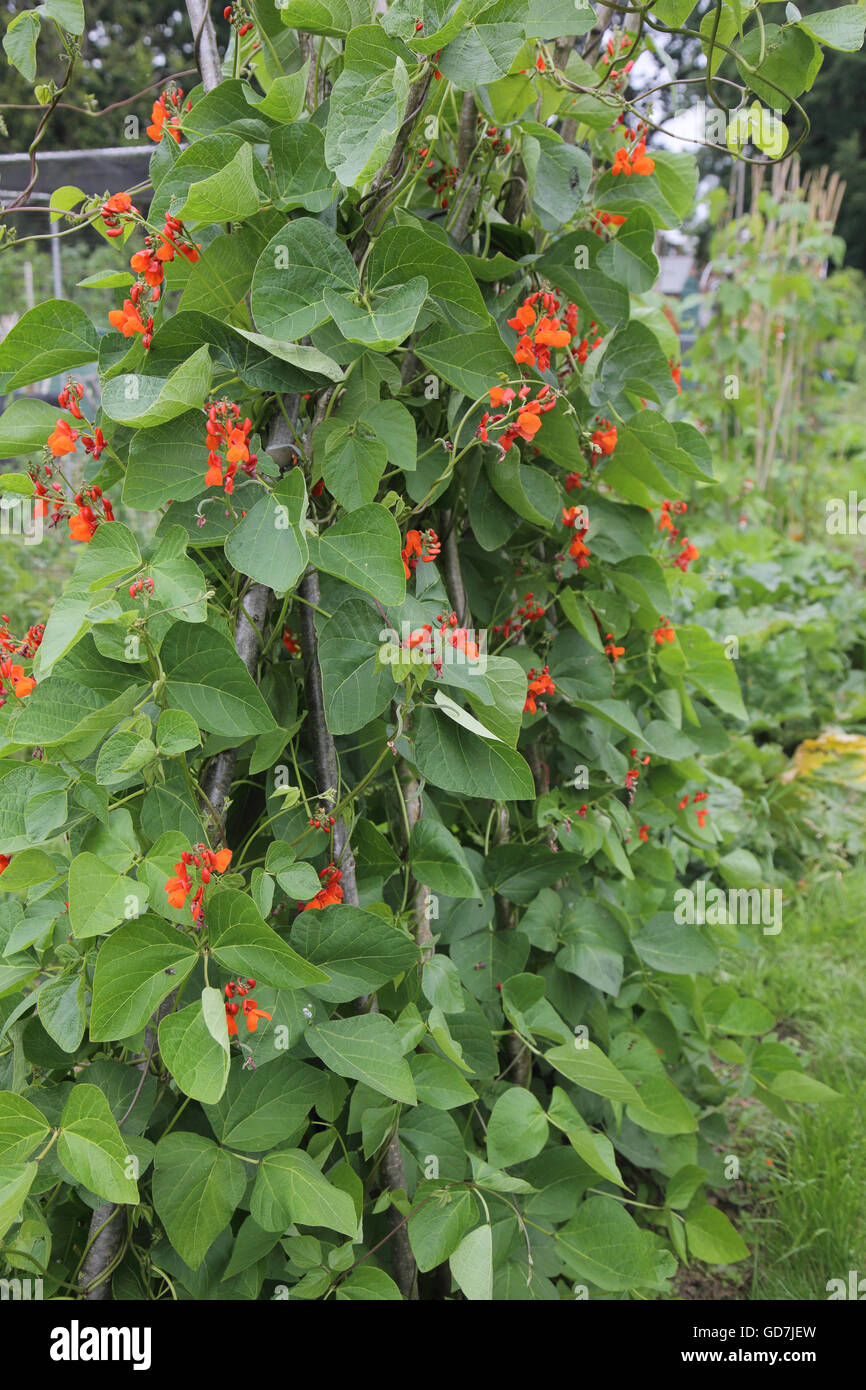 Runner Bean Blumen auf die Zuteilung im Juli Stockfoto