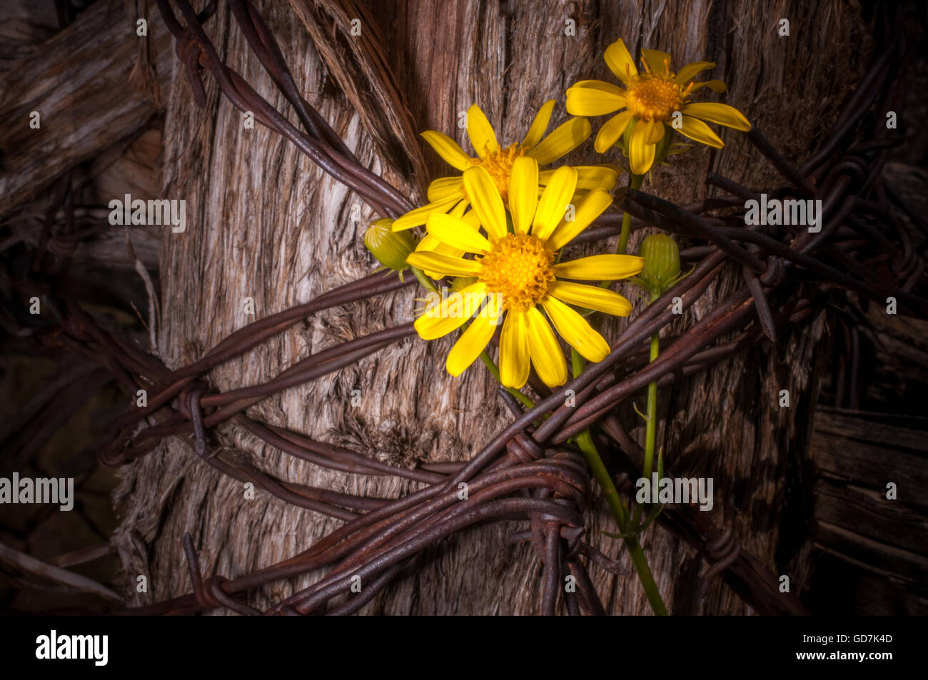 Gelbe Blumen In einen Stacheldrahtzaun Stockfoto