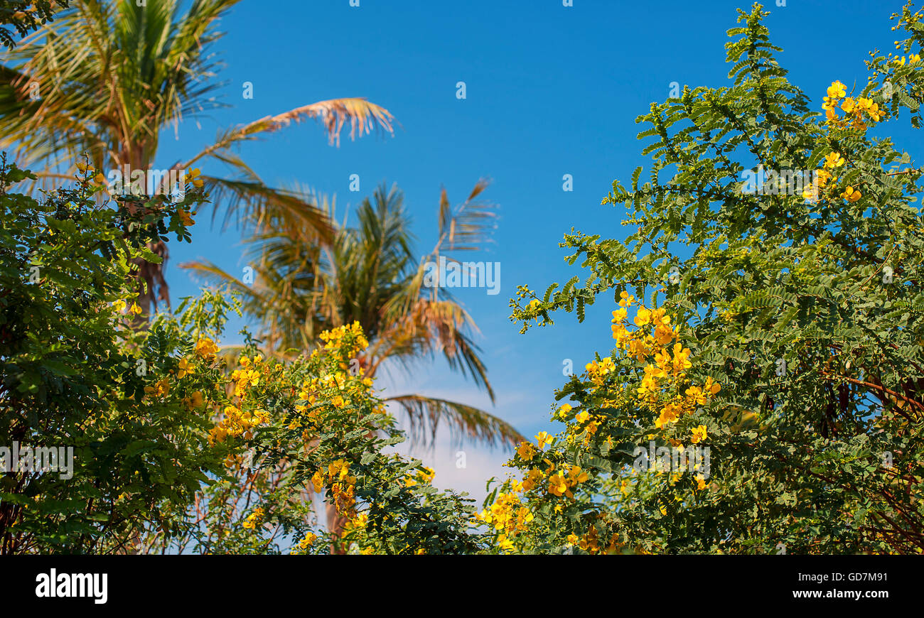 Yucca Palme Blume gegen den blauen Himmel Stockfoto