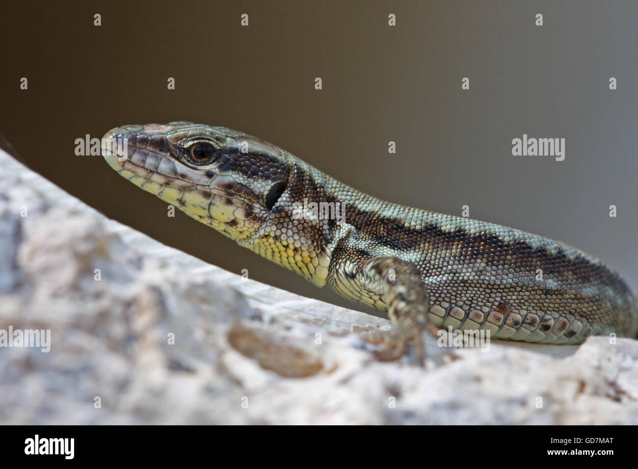Podarcis Muralis, gemeinsame Mauereidechse Stockfoto