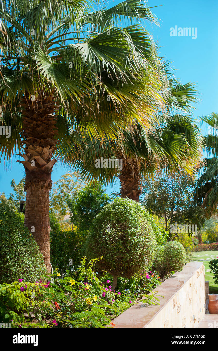 Landschaft von Palmen gegen den Himmel Insel Stockfoto