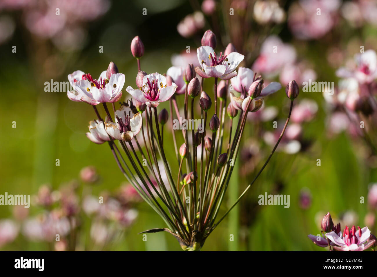 Blüte der Blüte eilen, Butomus Umbellatus, ein Grenzkraftwerk Flachwasser Stockfoto