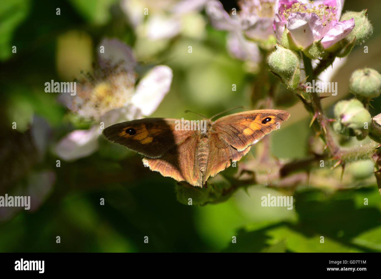 Wiese braun Schmetterling, Flügeln fangen den Sonnenschein - Maniola Jurtina Stockfoto
