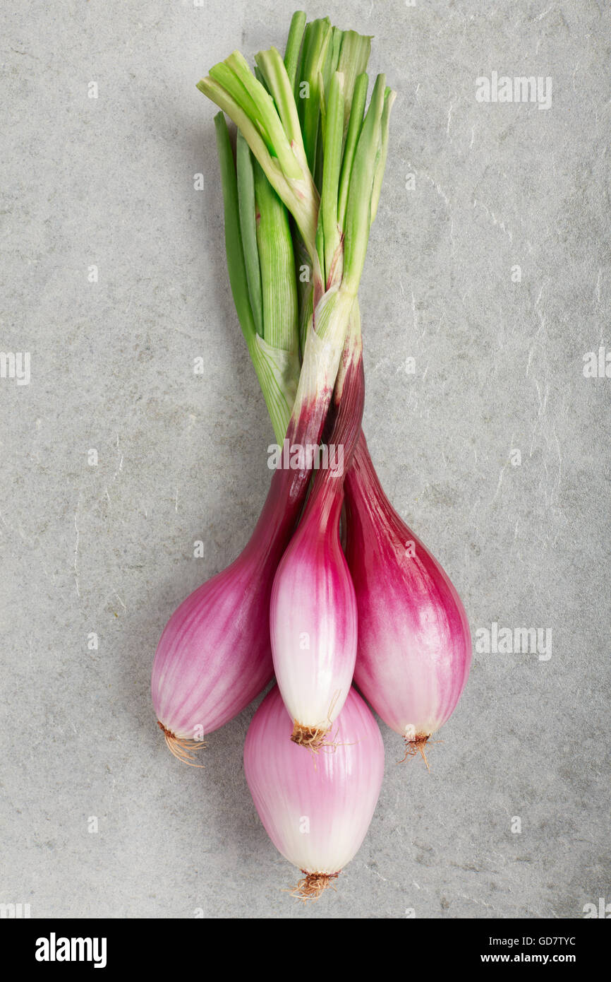 Rote Zwiebeln Haufen, Tropea Typ auf grauem Stein Hintergrund Stockfoto