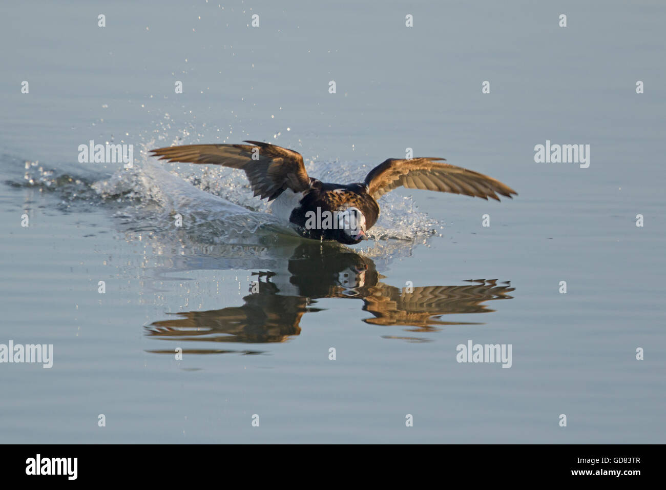 Eisente Clangula Hyemalis - kommen, um Land See Myvatn Island BI028136 Stockfoto