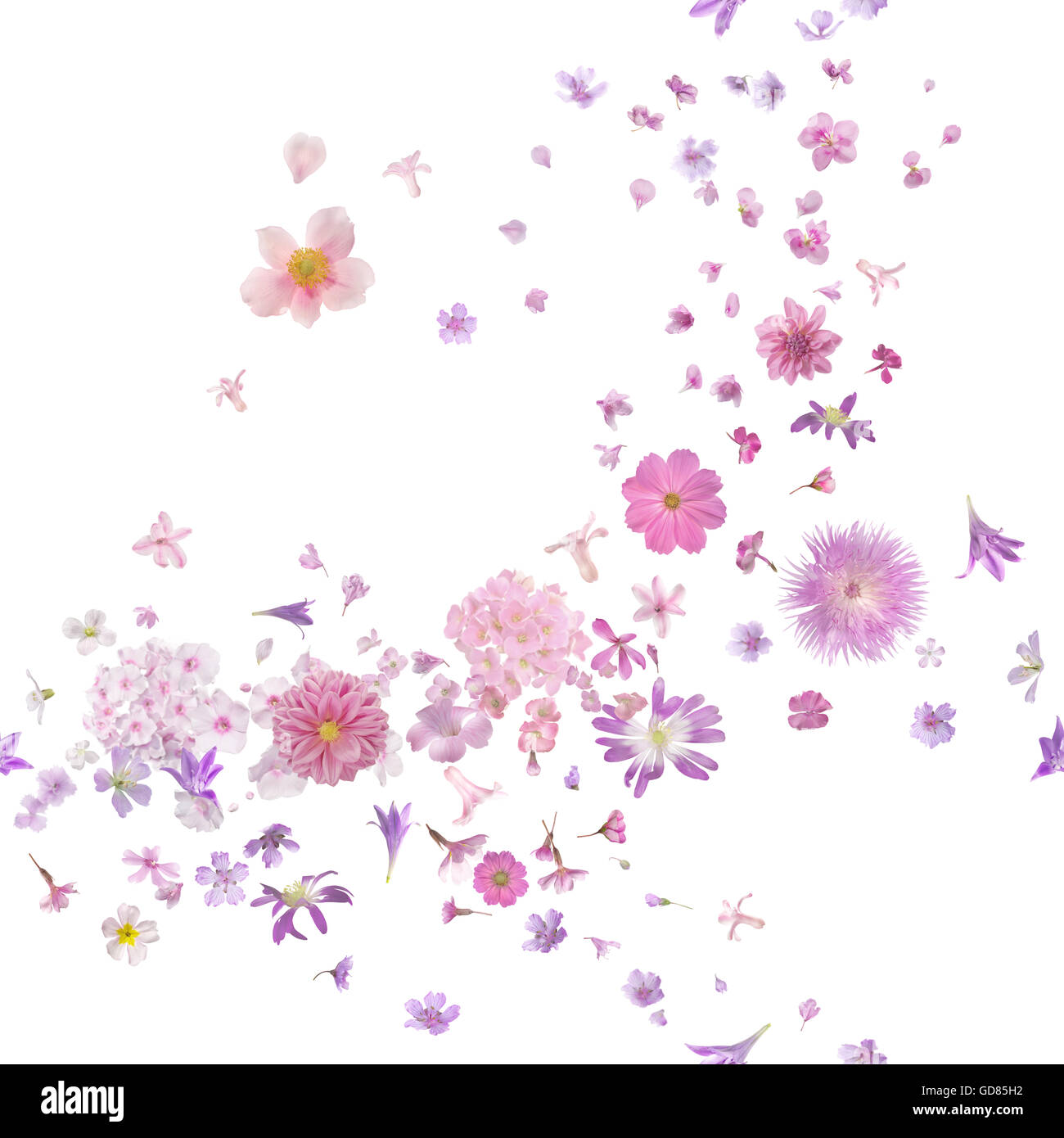 Rosa Blüte Brise von vielen verschiedenen fliegenden Blütenknospen und Blütenblätter, Schärfentiefe, isoliert auf weiss. Stockfoto