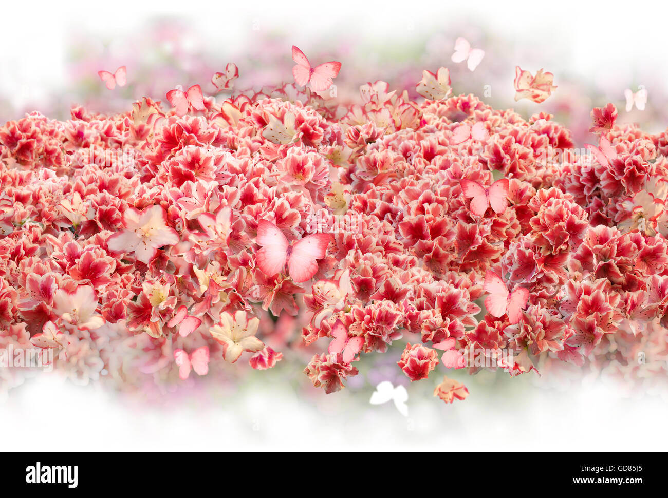 Wiederholbare verstreuten Busch von Rhododendron Blüten mit ähnlich rosa gefärbt, fliegende Schmetterlinge, sanft in weiß verblassen. Stockfoto