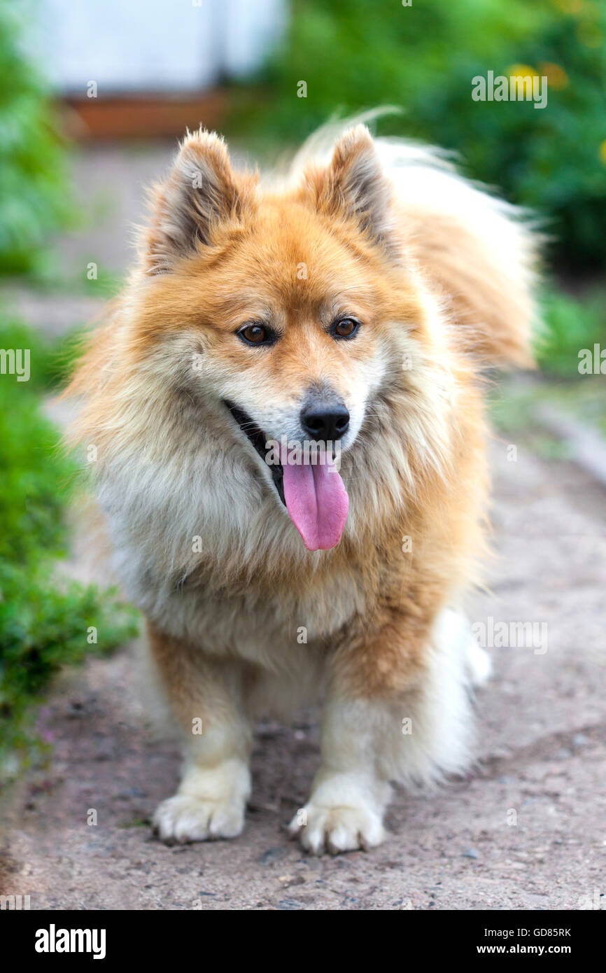 Freundlich und lustig Hund etwas nachschlagen Stockfoto