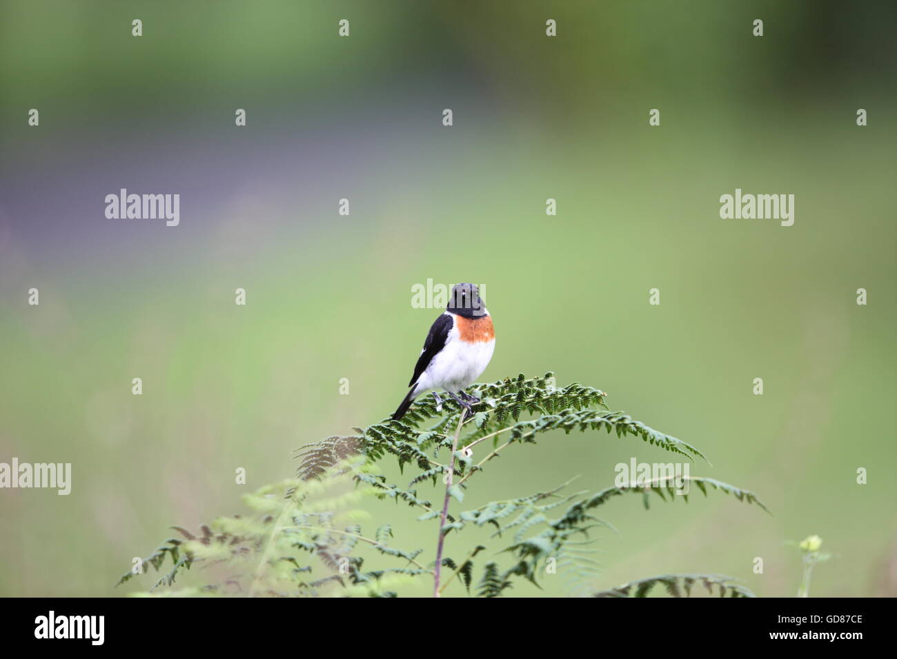 Afrikanische Schwarzkehlchen (Saxicola Manlius) in Ruanda Stockfoto