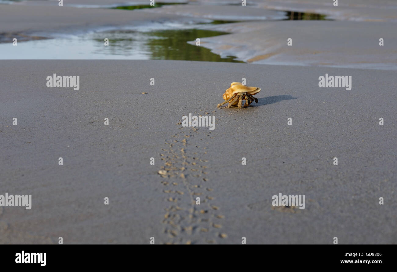 Einsiedlerkrebs hinterlässt Spuren am Sandstrand in der Nähe des Meeres Stockfoto