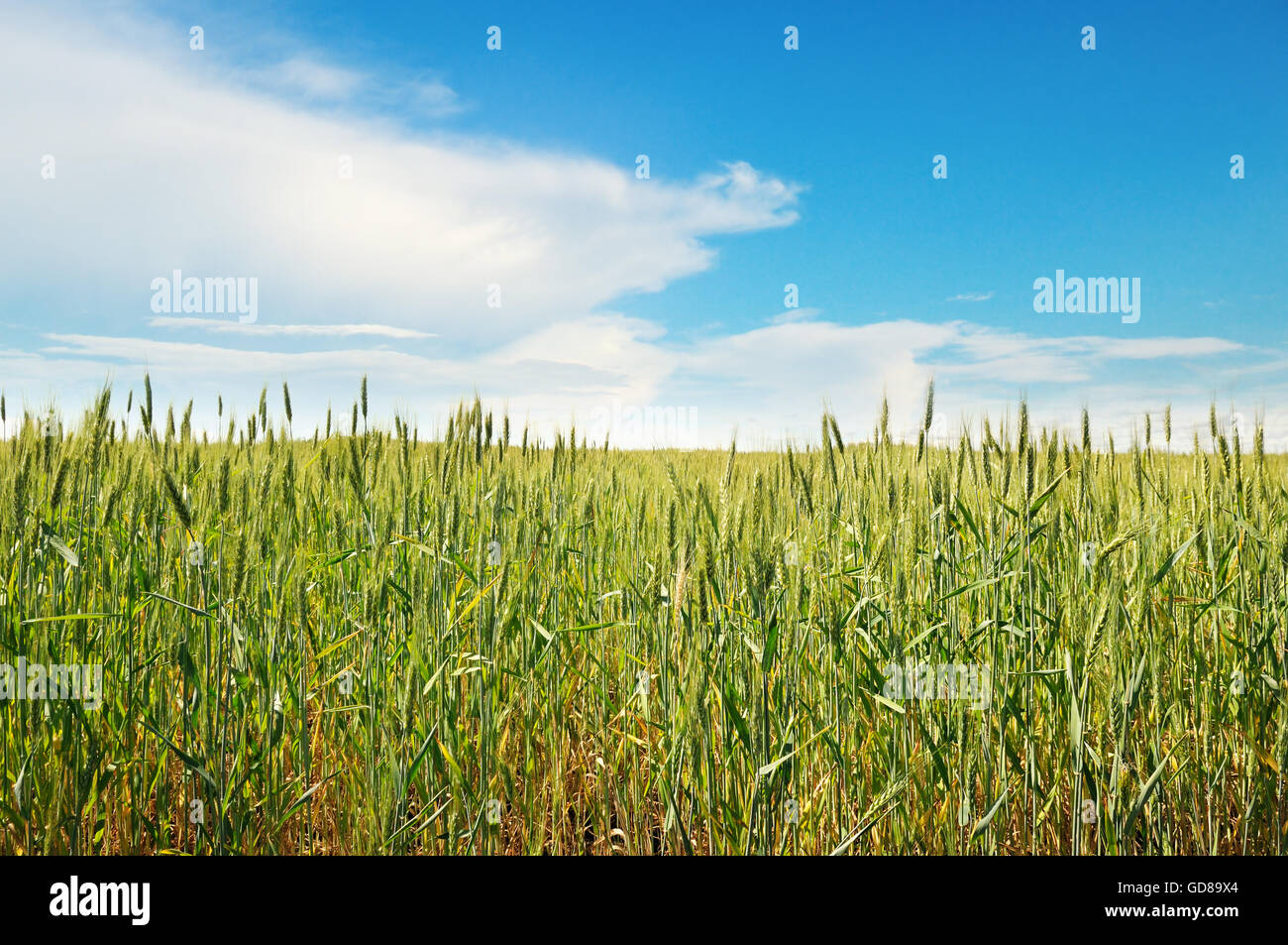 Frühlingswiese und blauer Himmel Stockfoto