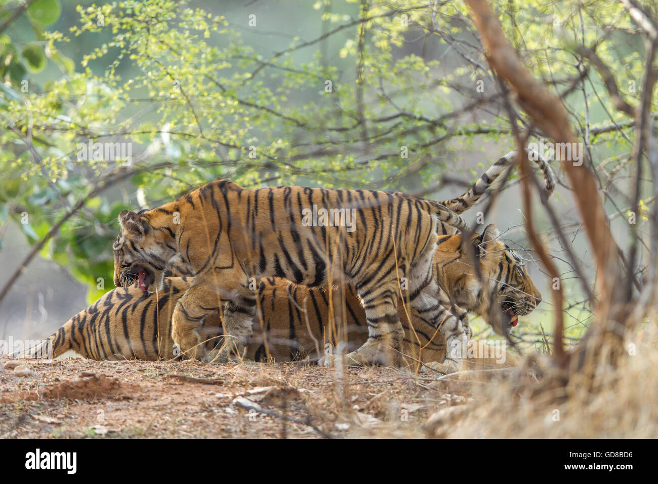 Bengalische Tigerin Familie neben den Bäumen am Ranthambhore Wald, Indien. (Panthera Tigris) Stockfoto