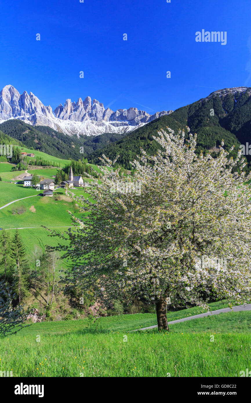 Blühende Frames das Dorf St. Magdalena und die Geislerspitzen Villnösser Tal Südtirol Dolomiten Italien Europa Stockfoto