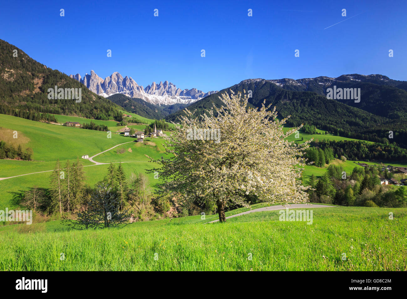 Blühende Frames das Dorf St. Magdalena und die Geislerspitzen Villnösser Tal Südtirol Dolomiten Italien Europa Stockfoto