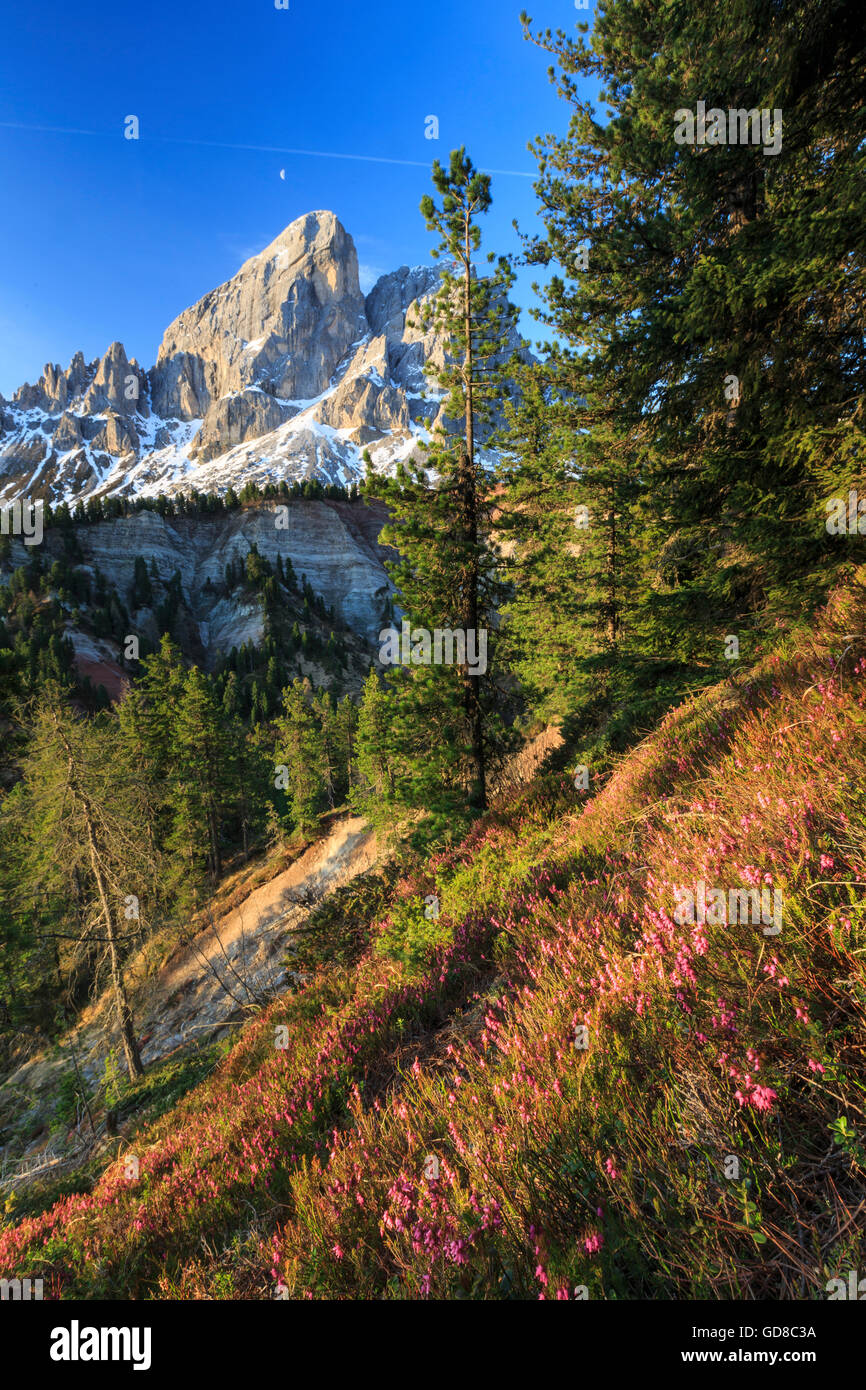 Sass de Putia im Hintergrund von bunten Wäldern bereichert Passo delle Erbe Puez Geisler Südtirol Dolomiten Italien Europa Stockfoto