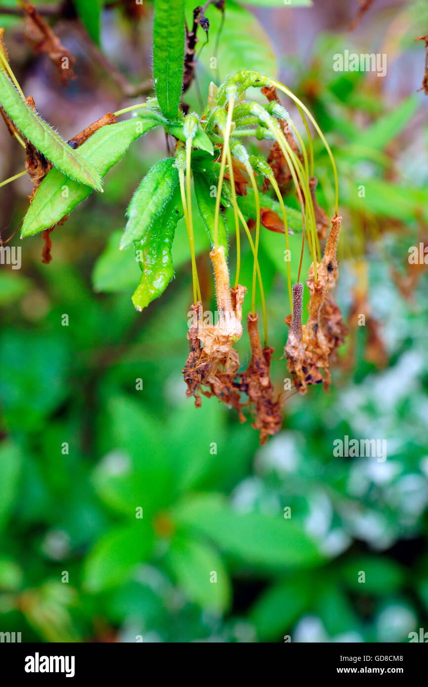 GEIßBLATT AZALEEN NACH DER BLÜTE ABSTIRBT. Stockfoto