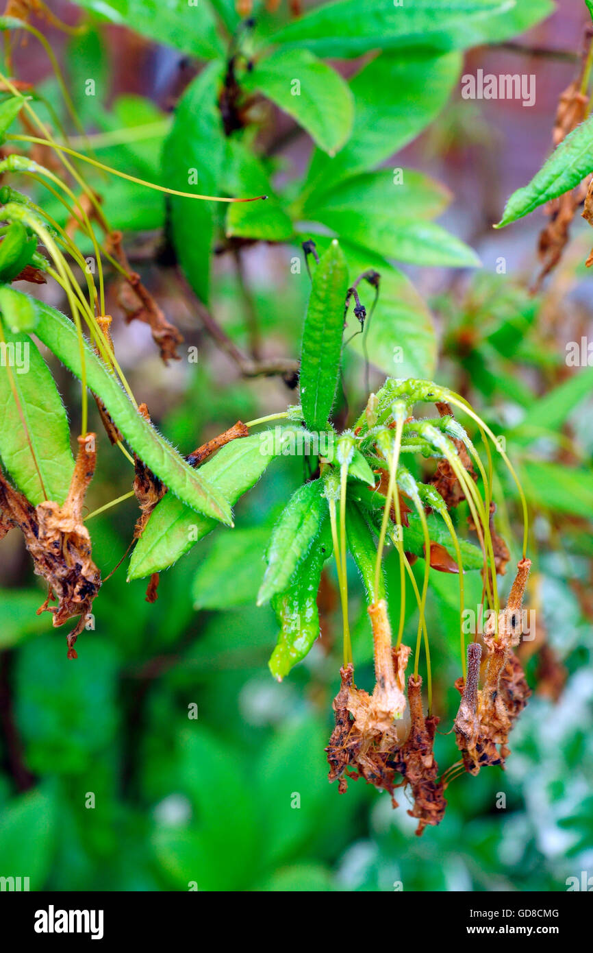 GEIßBLATT AZALEEN NACH DER BLÜTE ABSTIRBT. Stockfoto