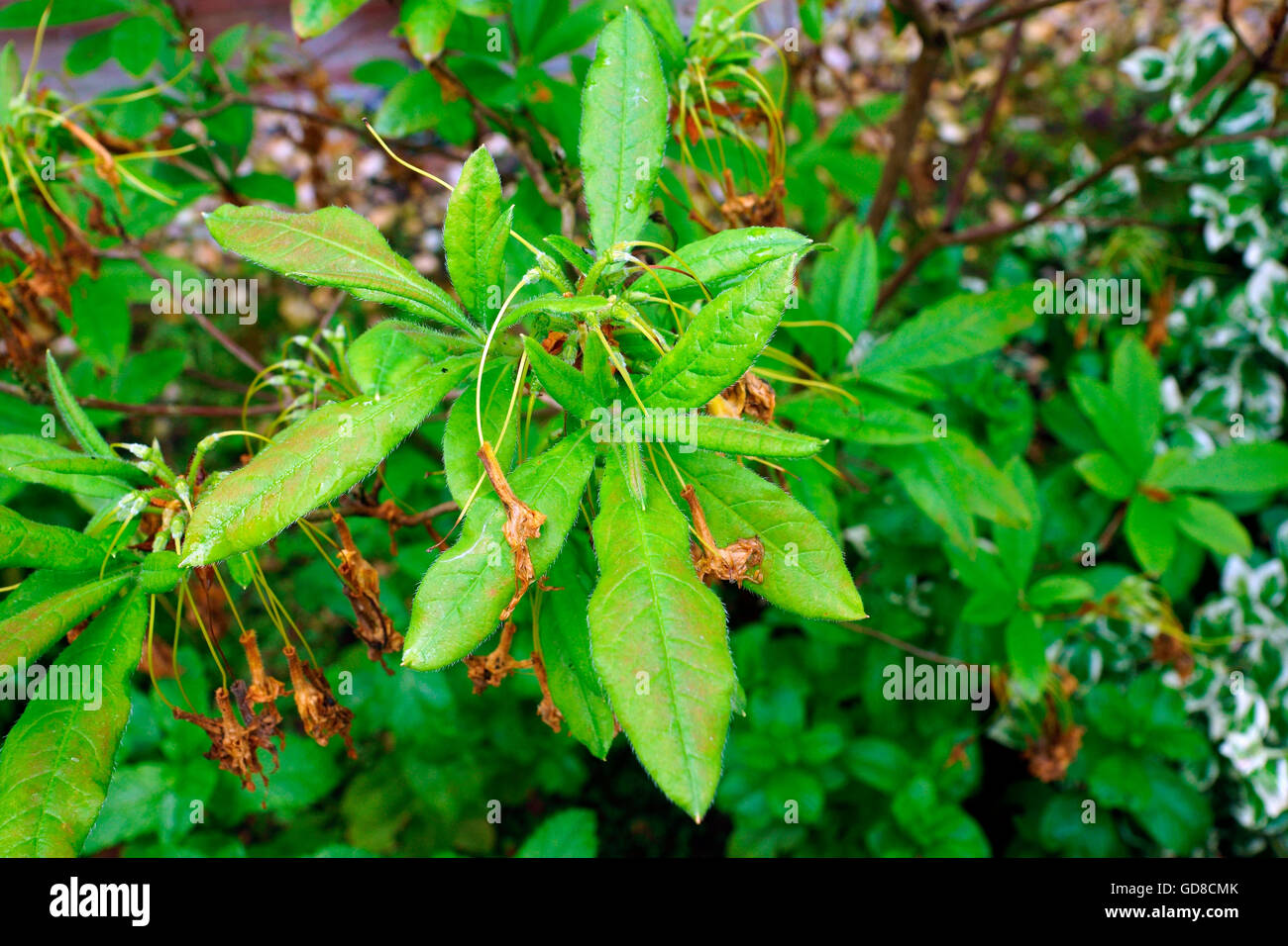 GEIßBLATT AZALEEN NACH DER BLÜTE ABSTIRBT. Stockfoto