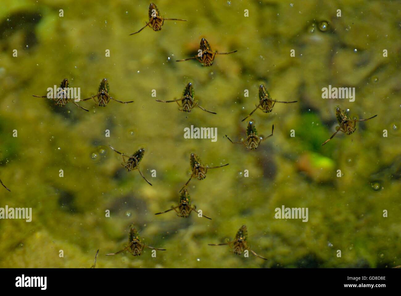 Tierwelt-Bild, dort in einem Teich Stockfoto