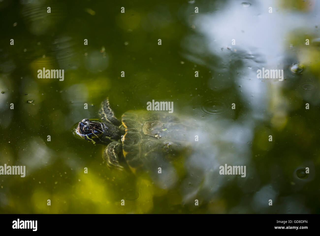 Schildkröte im teich Fotos und Bildmaterial in hoher Auflösung Alamy