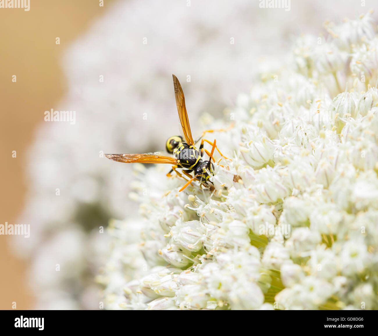 Wespe ist einige Pflanzen Pollen sammeln. Stockfoto