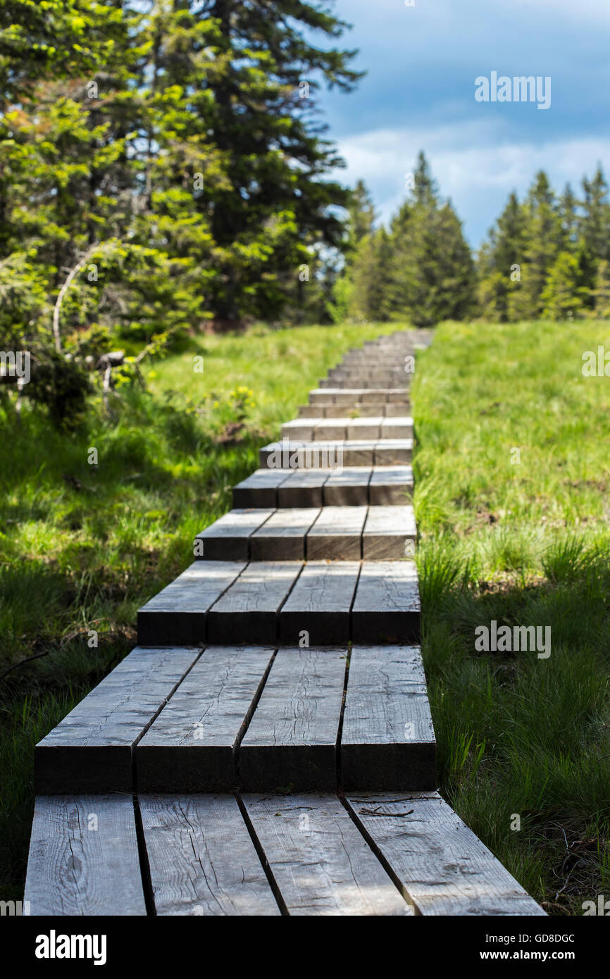 Holzbrett Weg irgendwo in der Natur. Stockfoto