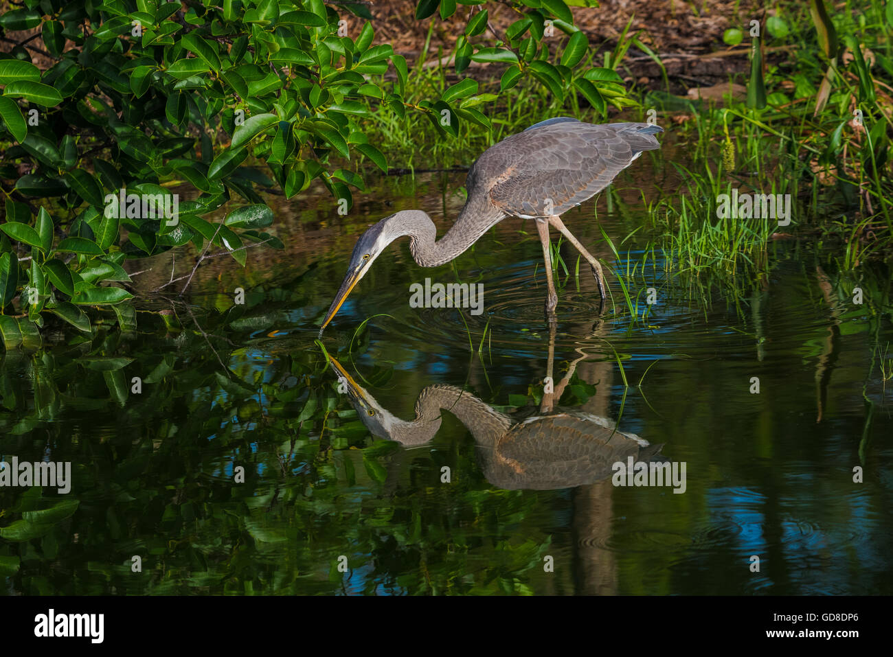 Great Blue Heron Angeln mit seinem Bild spiegelt sich im Wasser im Morgenlicht Stockfoto