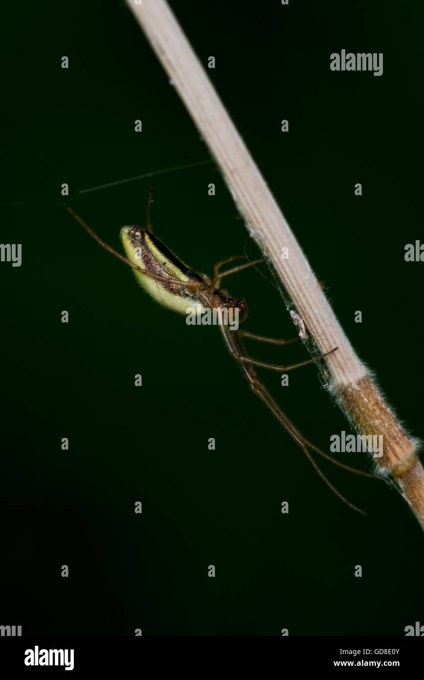 Tetragnatha Extensa, fand diese gemeinsame Spinne Wilstone Reservoir, Hertfordshire, UK Stockfoto