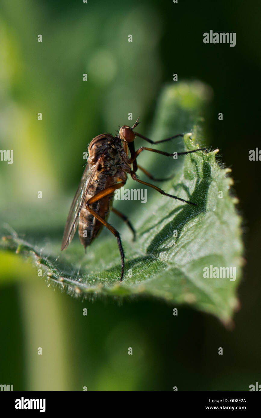 Robber Fly - Machimus Cingulatus fand am Wilstone Stausee, Hertfordshire, UK Stockfoto