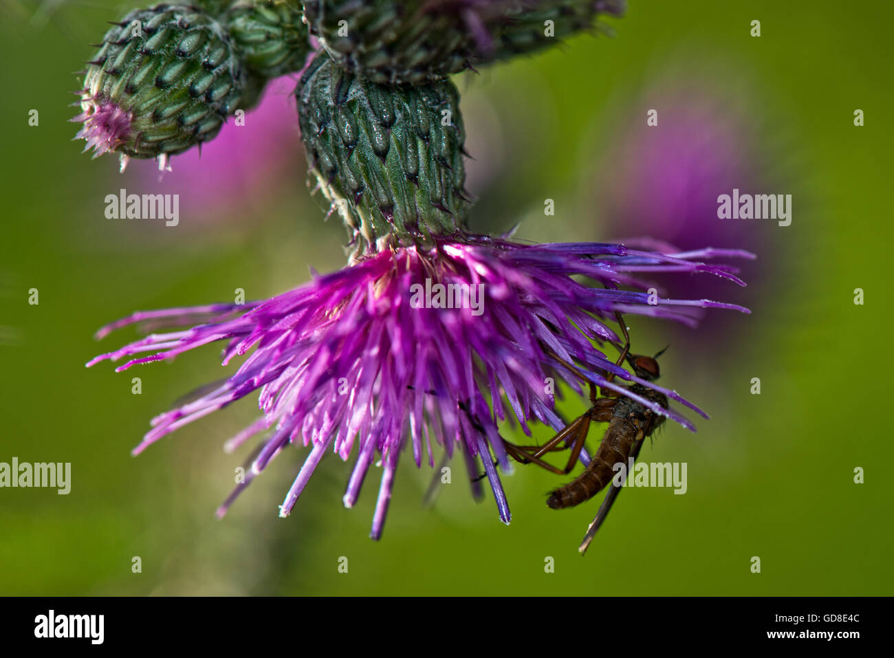Robber Fly (unbekannte Spezies) auf einer Distel am Wilstone Stausee, Hertfordshire, UK Stockfoto