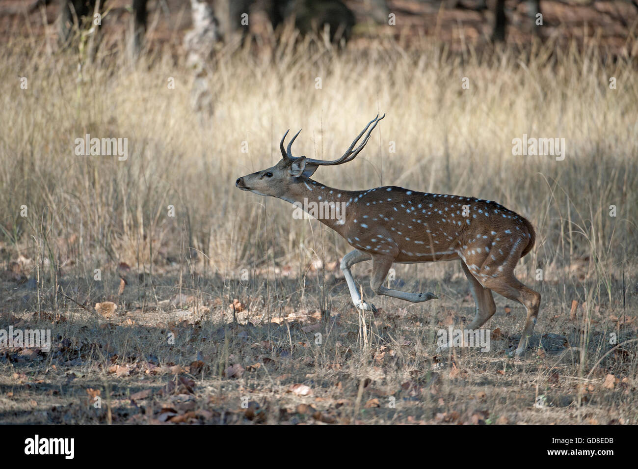 Das Bild der gefleckte Rehe (Achse-Achse) auf Flucht wurde im Bandavgarh Nationalpark, Indien aufgenommen. Stockfoto