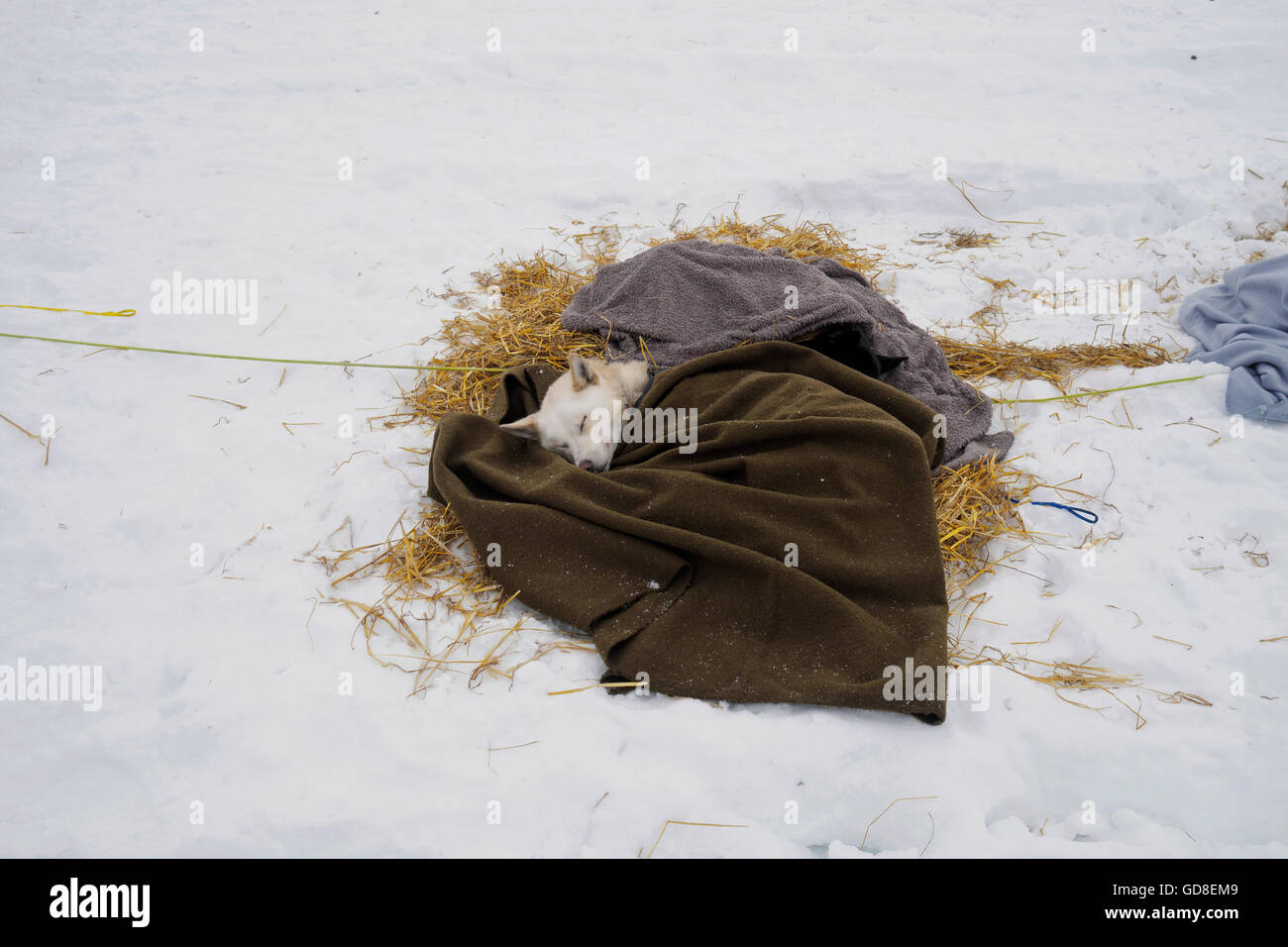 Zwei Hunde schlafen unter eine Wolldecke in Neiden Kontrollpunkt während des Finnmarkslope-Wettbewerbs. Stockfoto