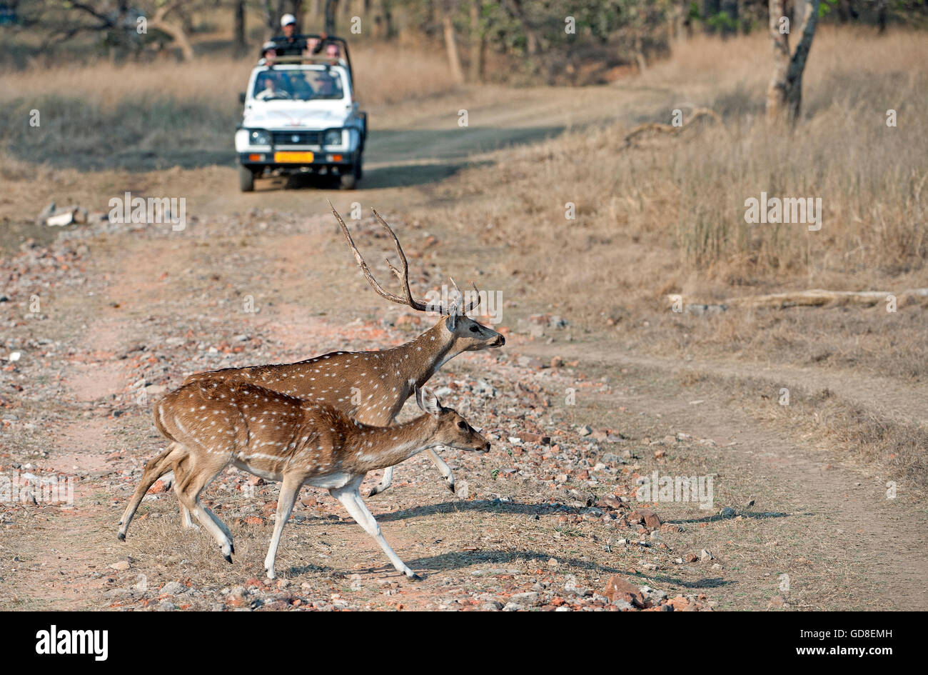 Das Bild der gefleckte Rehe (Achse-Achse) in der Landschaft des Bandavgarh Nationalparks, Indien Stockfoto