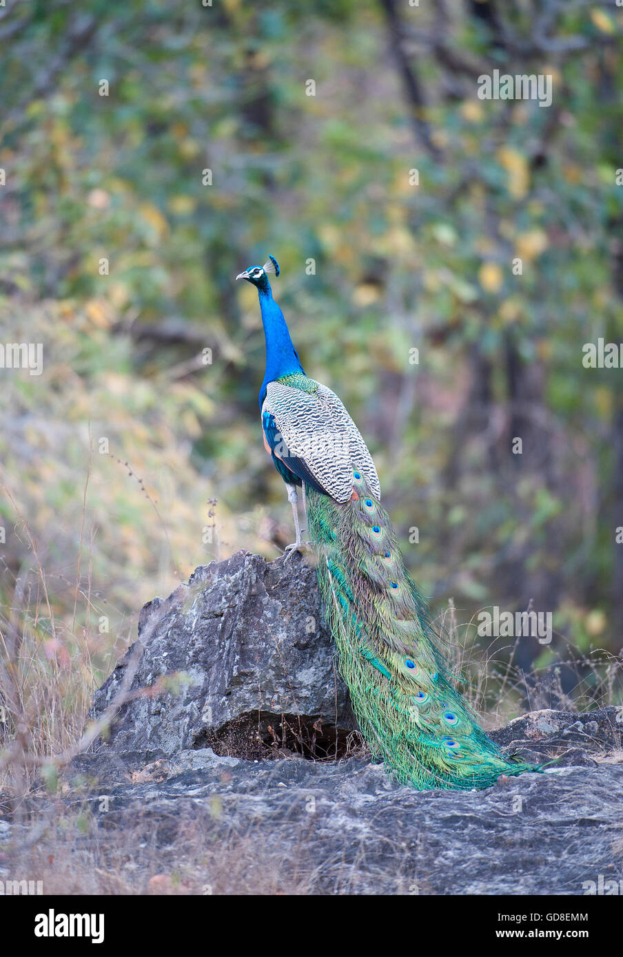 Das Bild der indischen Pfauen (Pavo Cristatus) wurde im Bandavgarh Nationalpark, Indien aufgenommen. Stockfoto