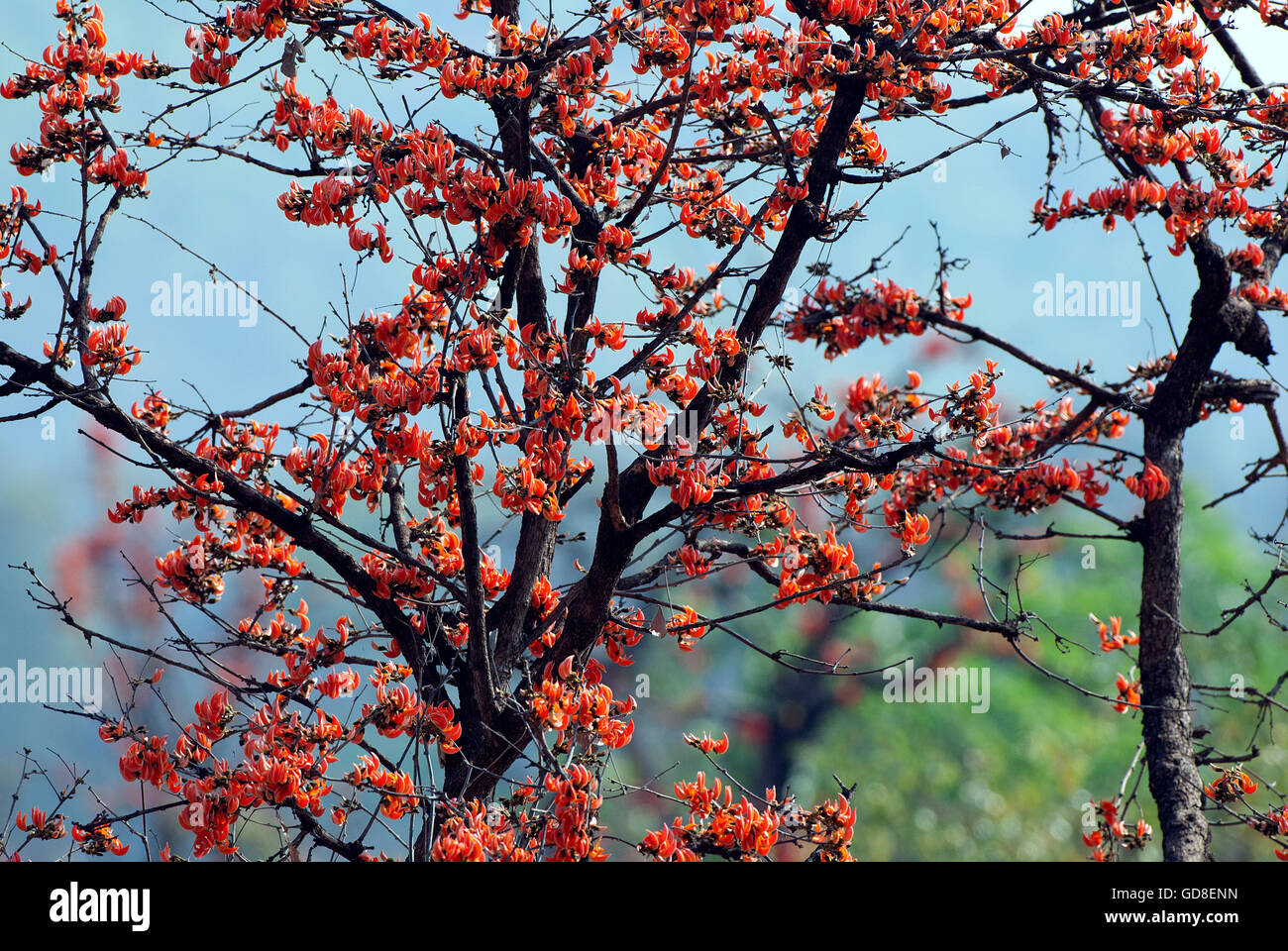 Das Bild der Flamme des Waldes (Butea Monosperma) Bandavgarh Nationalpark, Indien Stockfoto