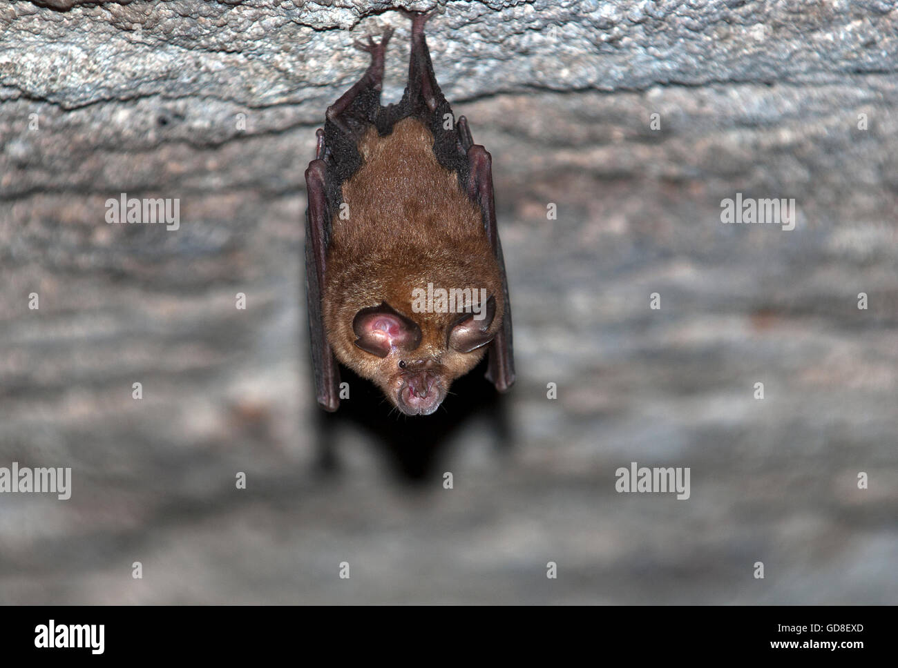 Das Bild der großen östlichen Hufeisennase (Rhinolophus Luctus) Bandhavgarh Natioanal Park, Indien Stockfoto