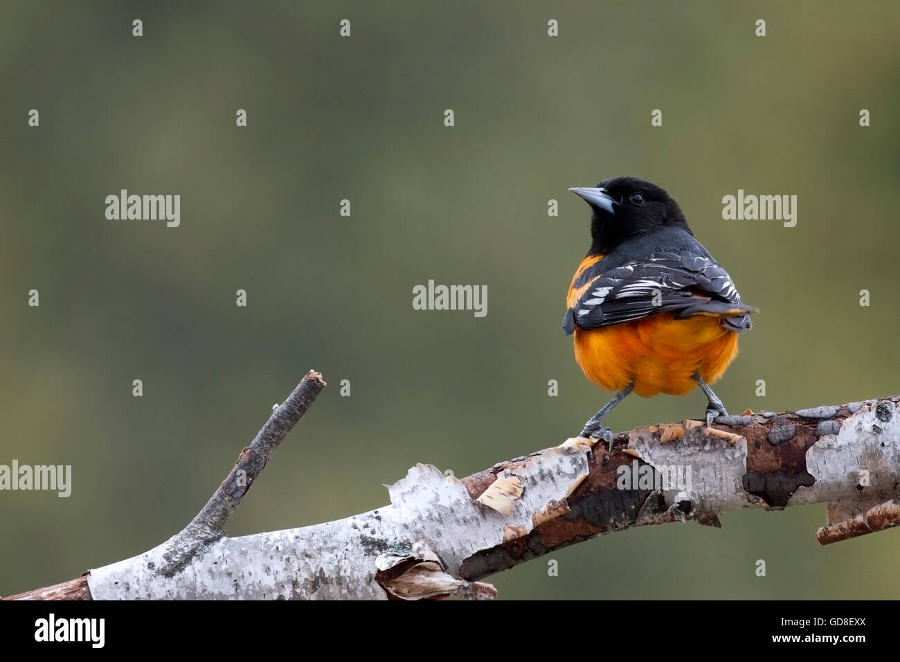 Baltimore Oriole sieht rückwärts während auf Birke branch Stockfoto