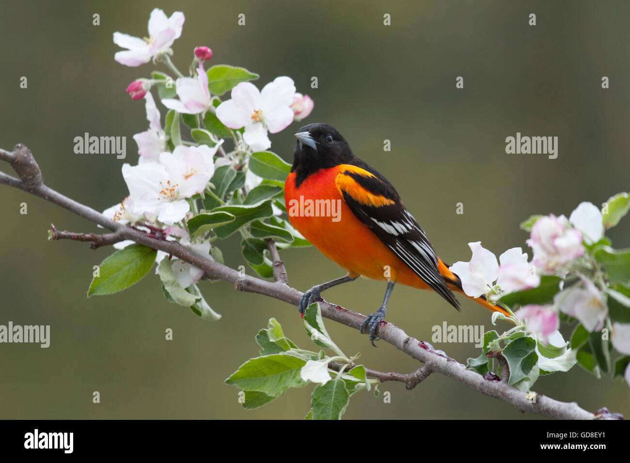 Männliche Baltimore Oriole thront unter Apfelblüten im Frühling Stockfoto