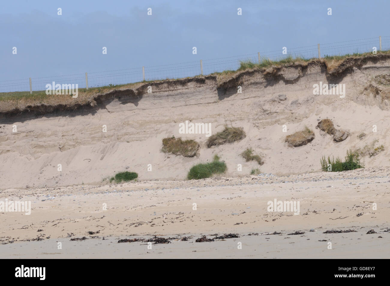 Rasen wächst auf sandigen Untergrund bricht zusammen an den Strand wie Sand durch Wind und Meer erodiert ist.  Islay, Inneren Hebriden, Argyll Stockfoto