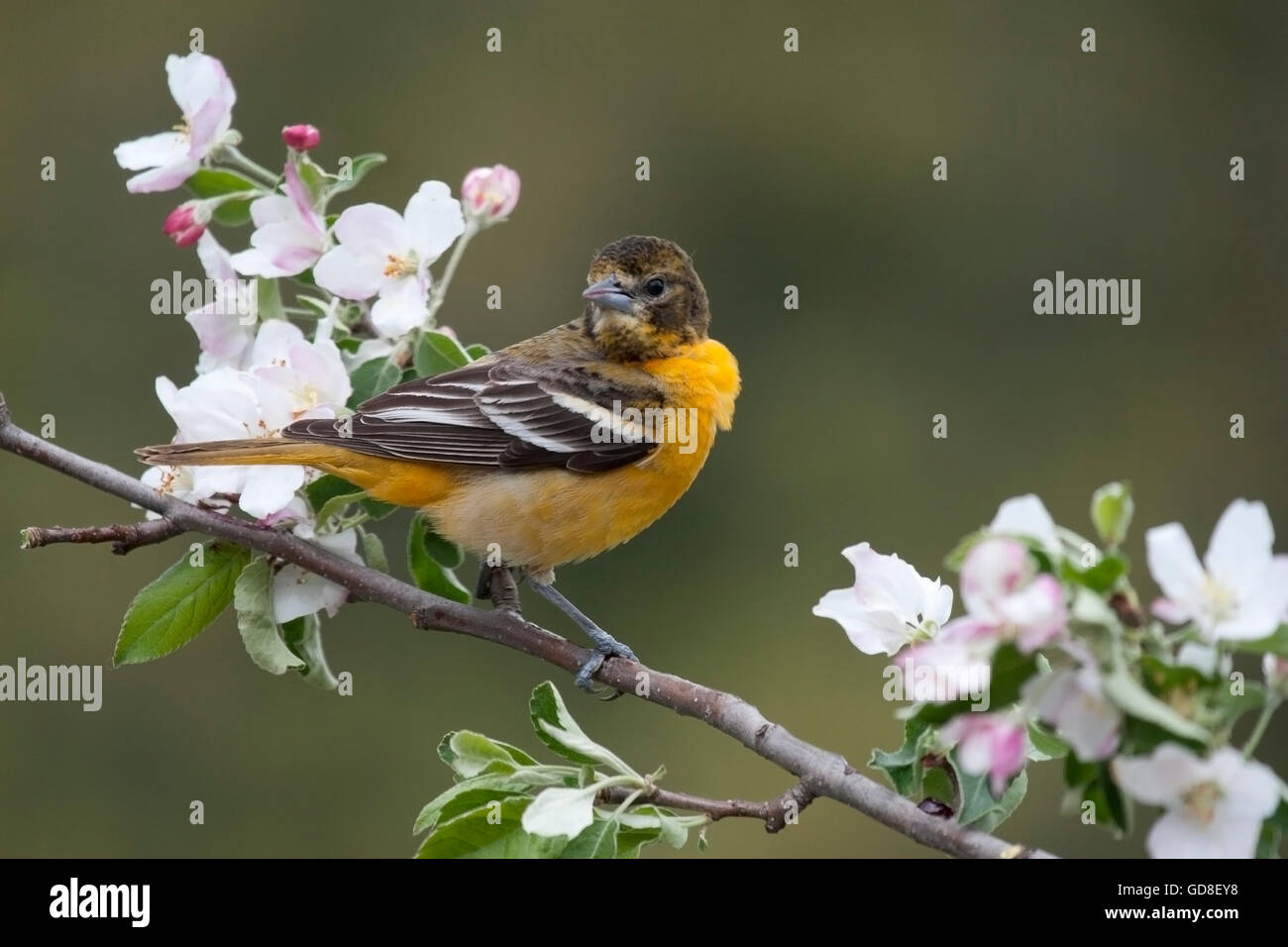 Weibliche Baltimore Oriole Sitzstangen unter Apfelblüten Stockfoto