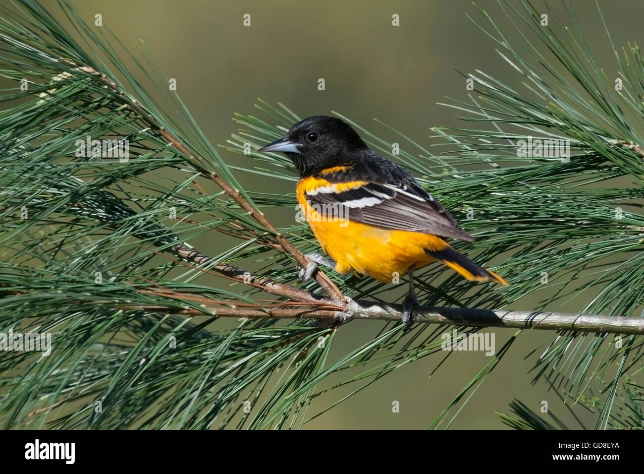 Männliche Baltimore Oriole thront auf Tannenzweig Stockfoto