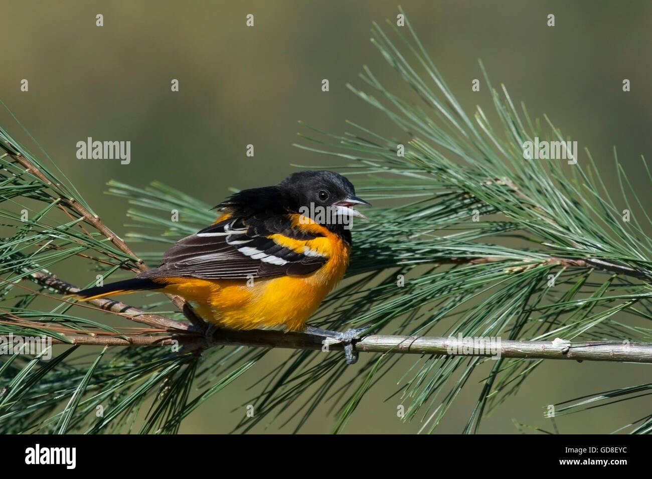 Männliche Baltimore Oriole Klappern während auf Tannenzweig Stockfoto