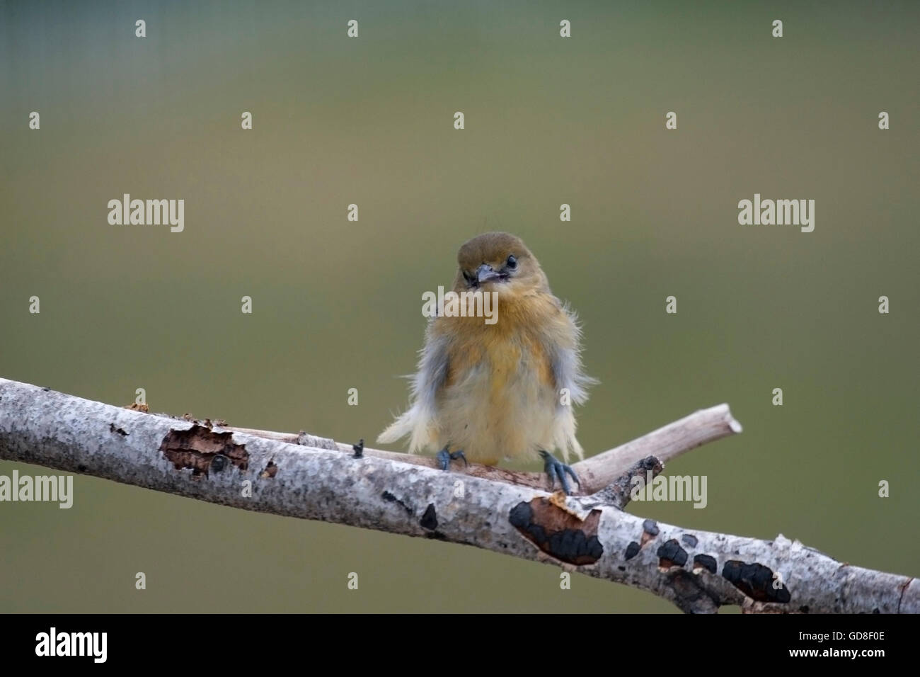 Vom Wind verwehten junge Pirol gehockt Birke branch Stockfoto