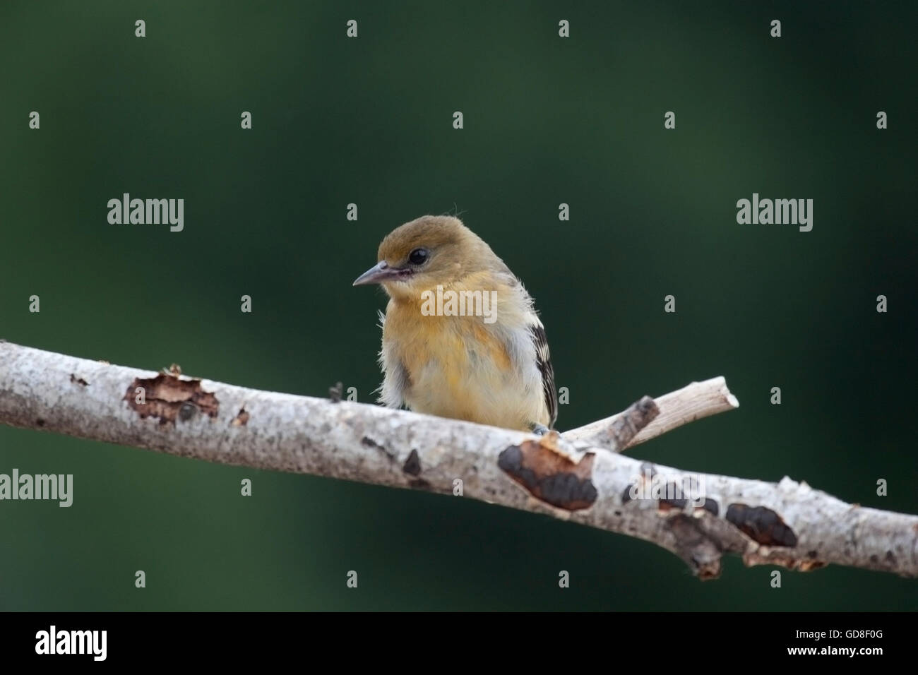 Junge Baltimore Oriole gehockt Birke branch Stockfoto