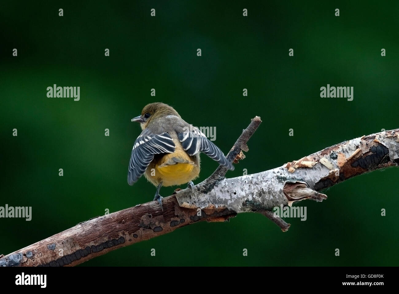 Junge Baltimore Oriole flattert seine Flügel Stockfoto