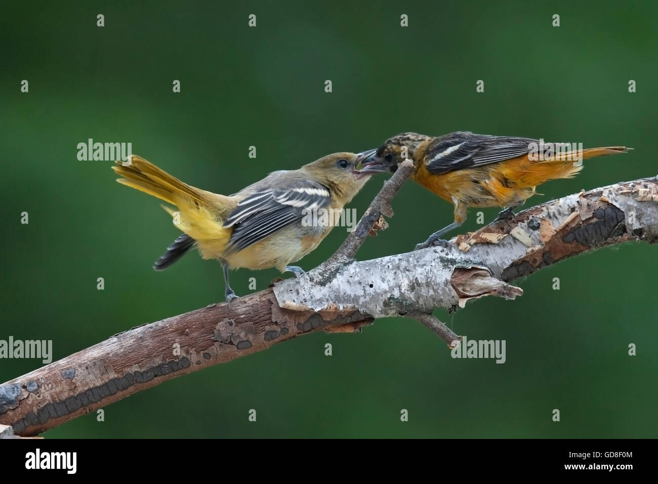 Baltimore Oriole füttert Küken Stockfoto