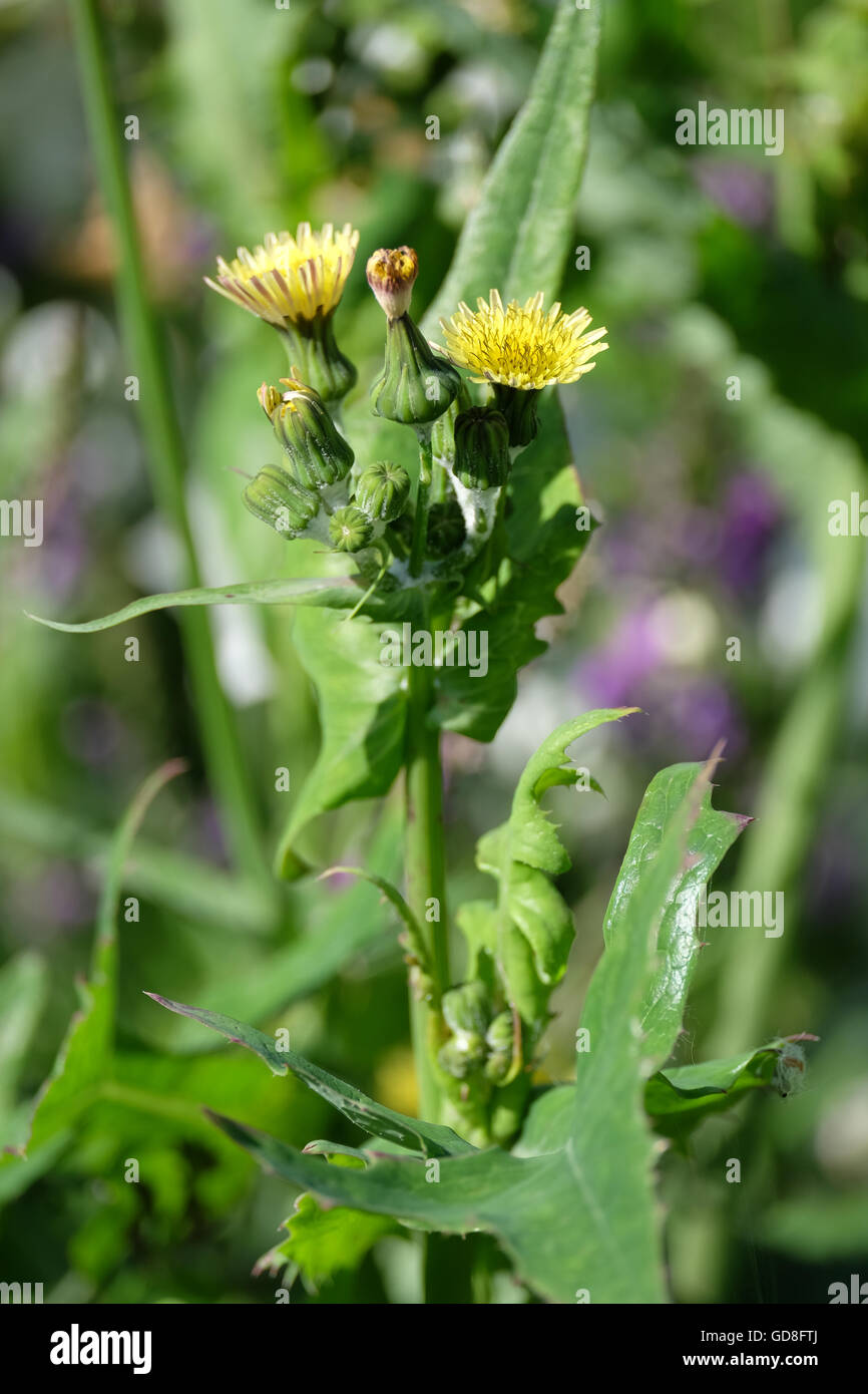 Stachelige Sow Thistle Blumen im Sommer Stockfoto