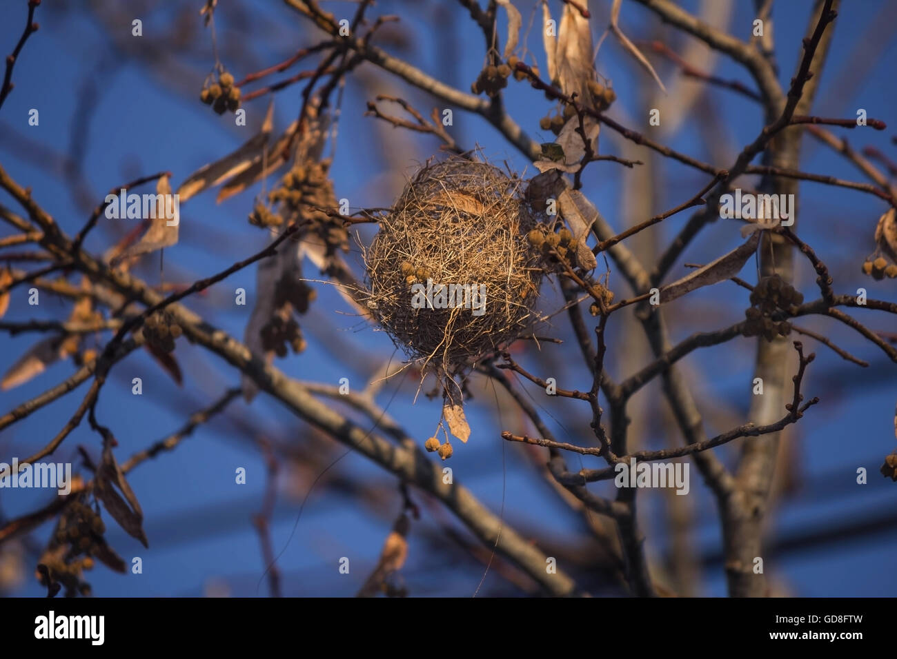 Leere Nest auf dem Ast Stockfoto