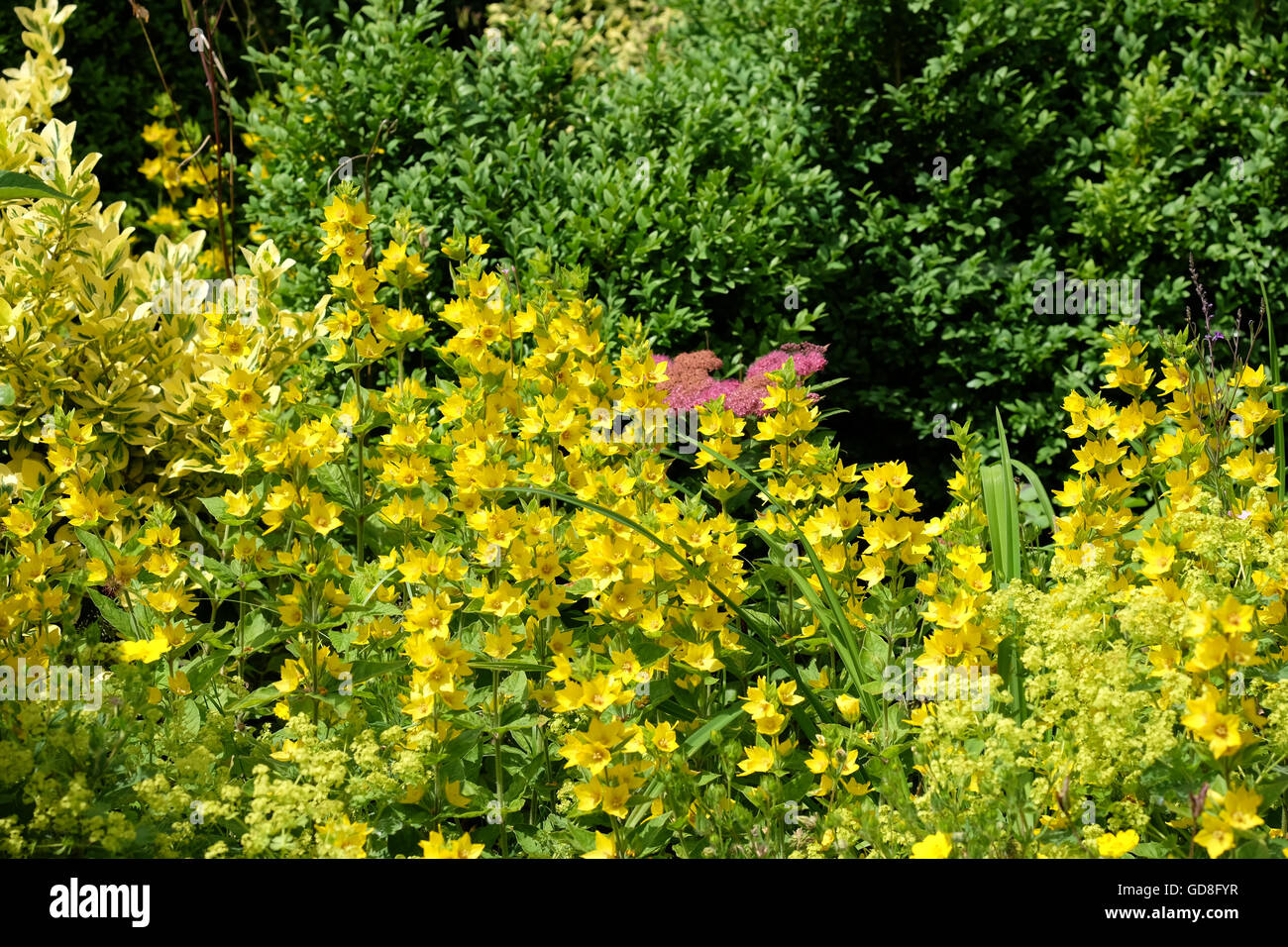 Gilbweiderich Blüte im Sommer Stockfoto