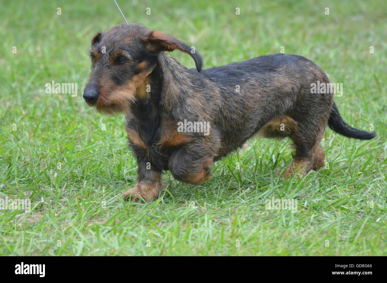 Wirklich niedlich Draht kurzhaarige Dackel Hund an der Leine. Stockfoto